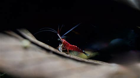 sulasock|Sulawesi White Sock – Shrimply Fintastic.